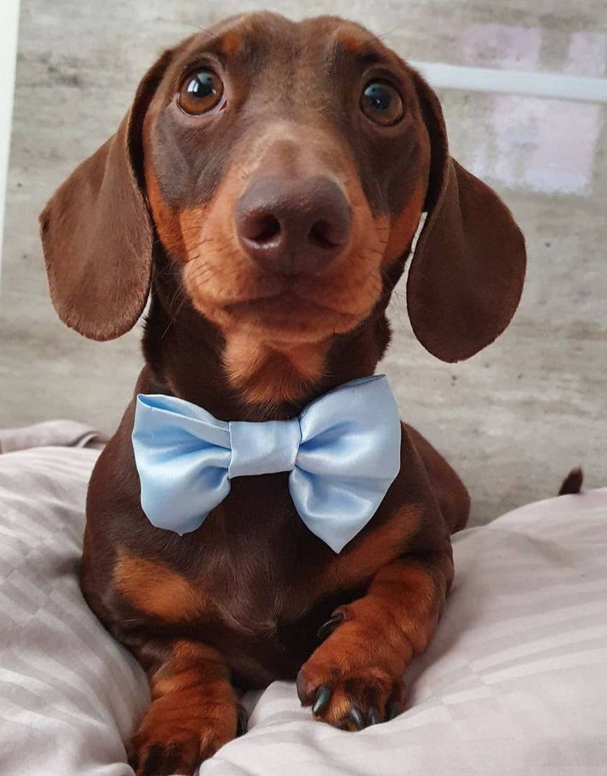 Baby Blue SATIN Bow-Tie