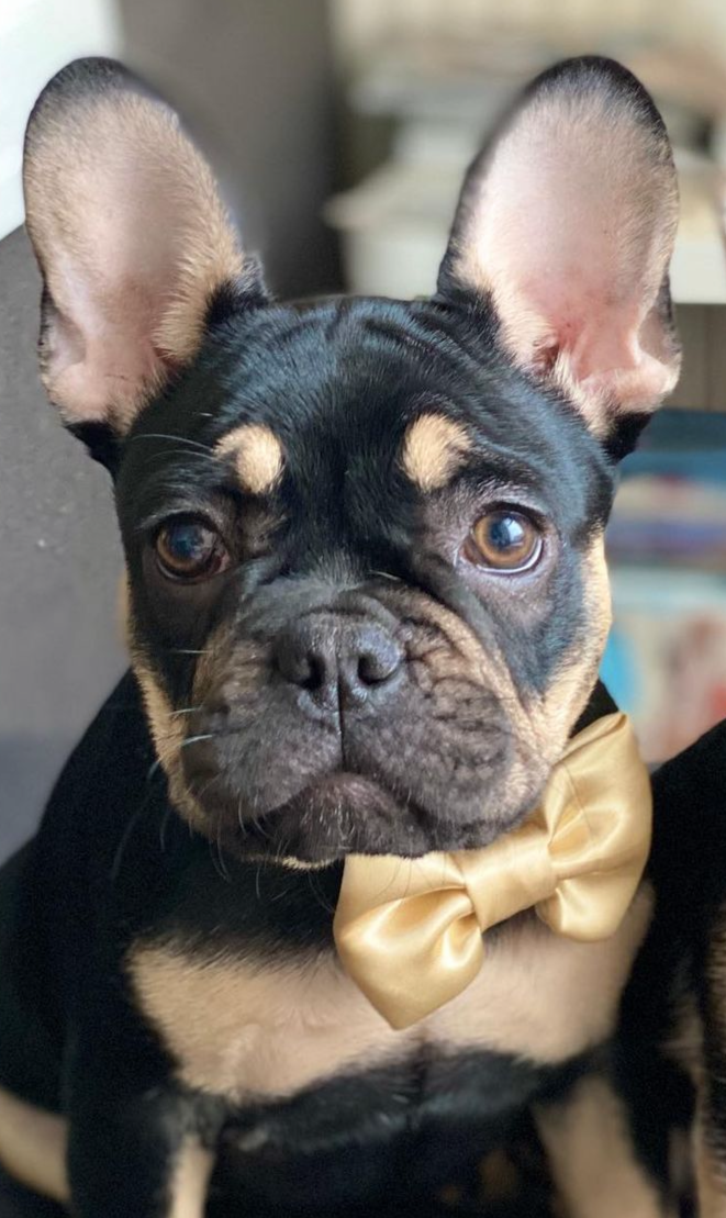 Light Gold SATIN Bow-Tie