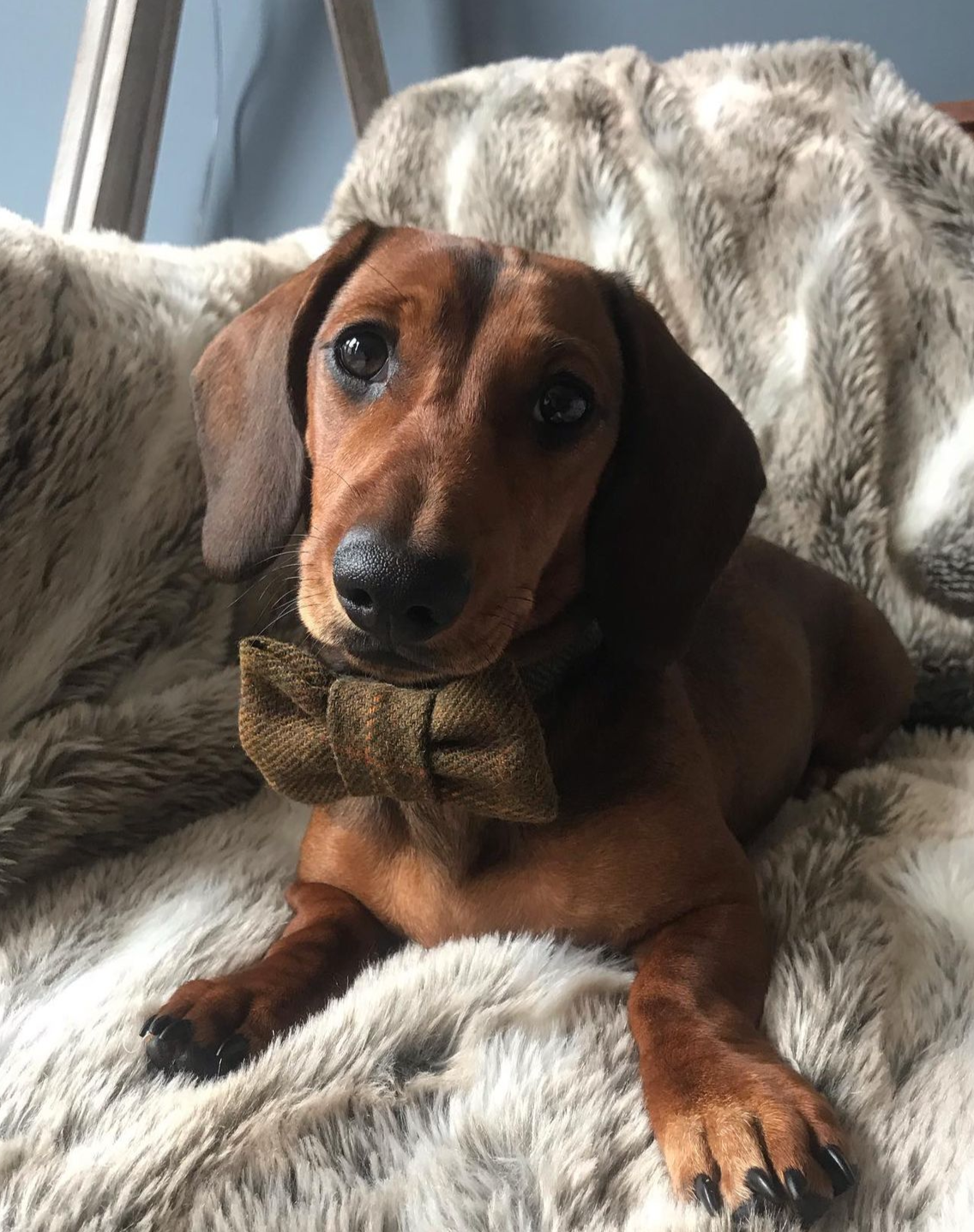 Tweed Bow-Tie