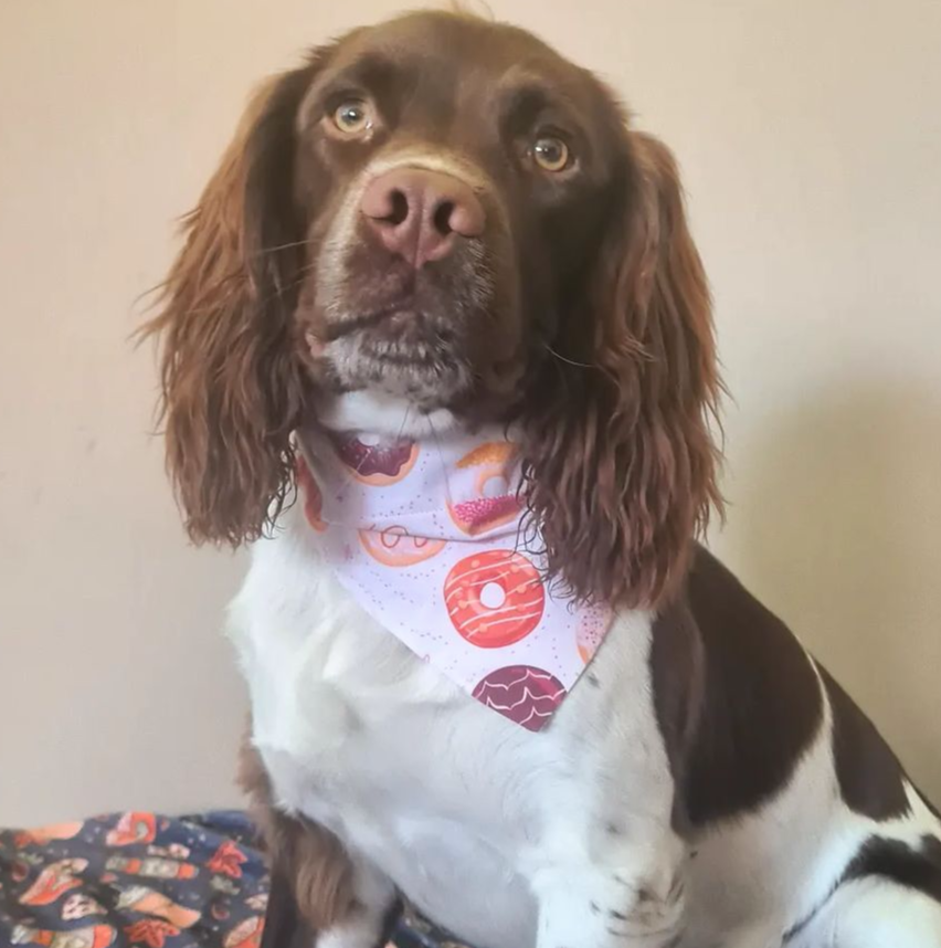 Holey Donuts! Bandana