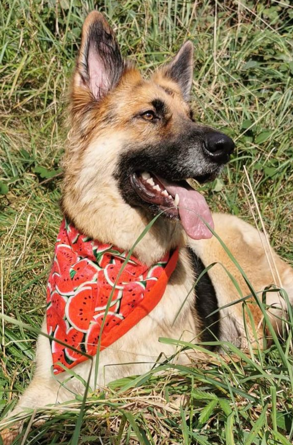 Watermelon Bandana