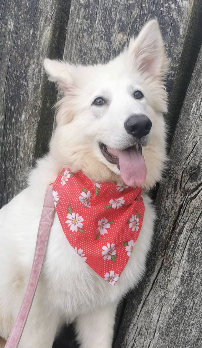 Red daisy Bandana