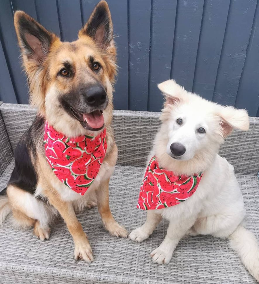 Watermelon Bandana