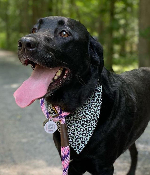 Green Leopard Bandana