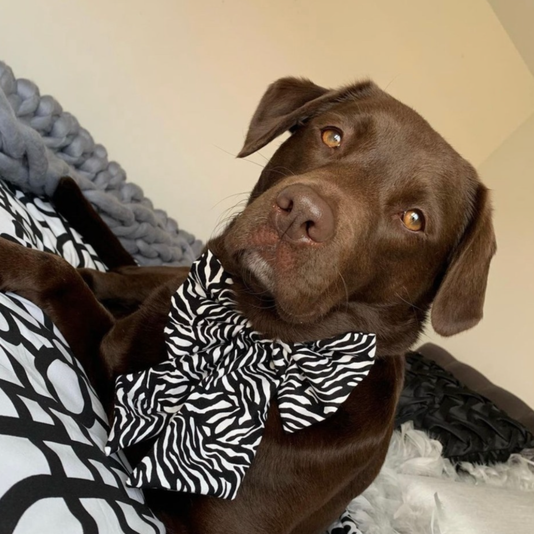 Zebra Bow-Tie