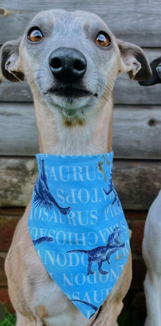 Blue Dinosaur Bandana