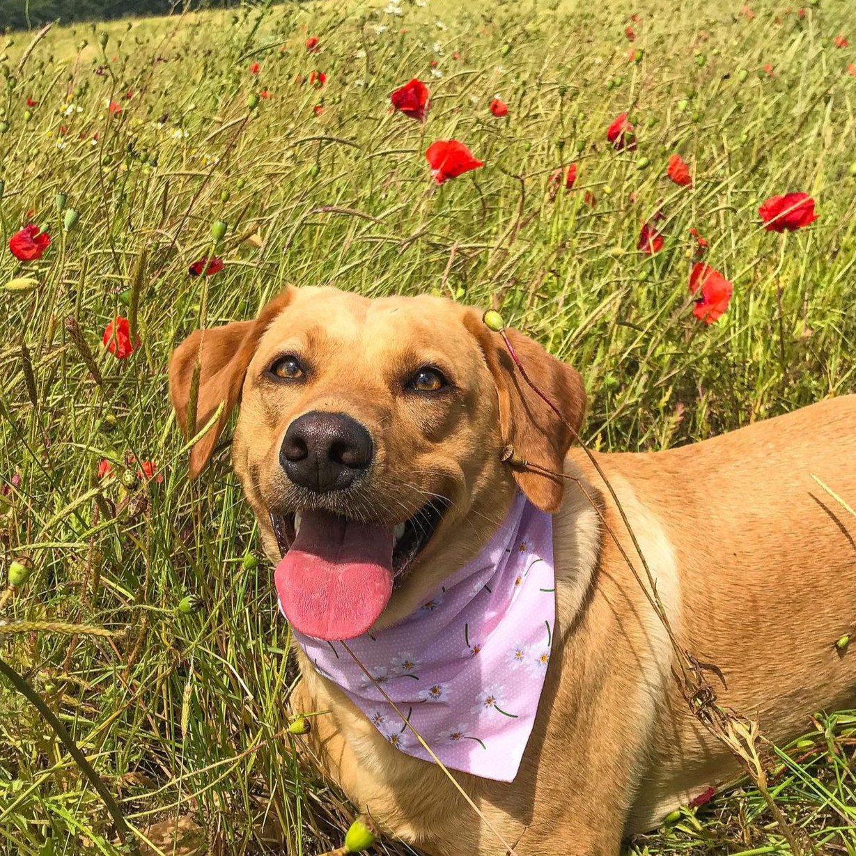 Pink daisy Bandana
