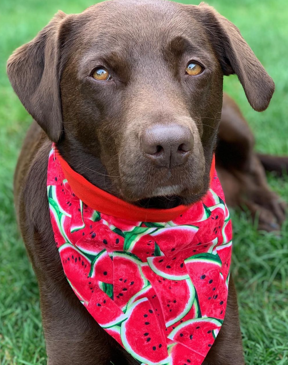 Watermelon Bandana
