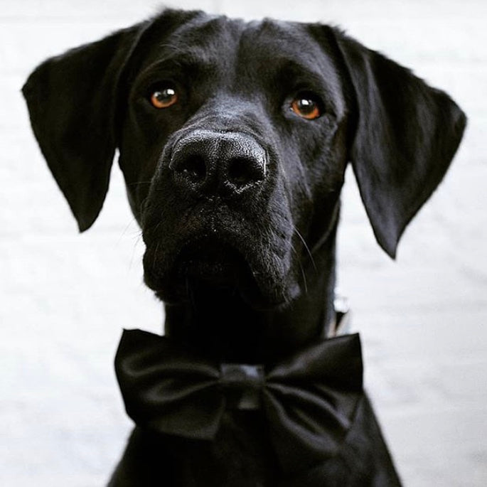 Black SATIN Bow-Tie