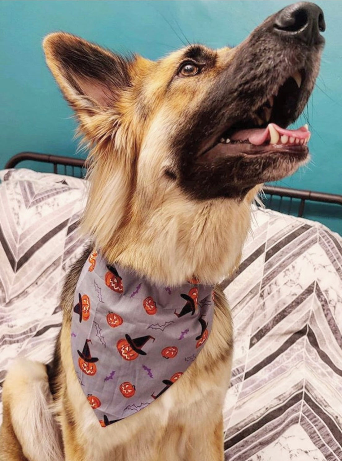 Grey Pumpkin Witch Bandana
