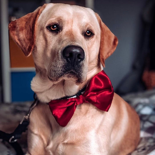 Red SATIN Bow-Tie