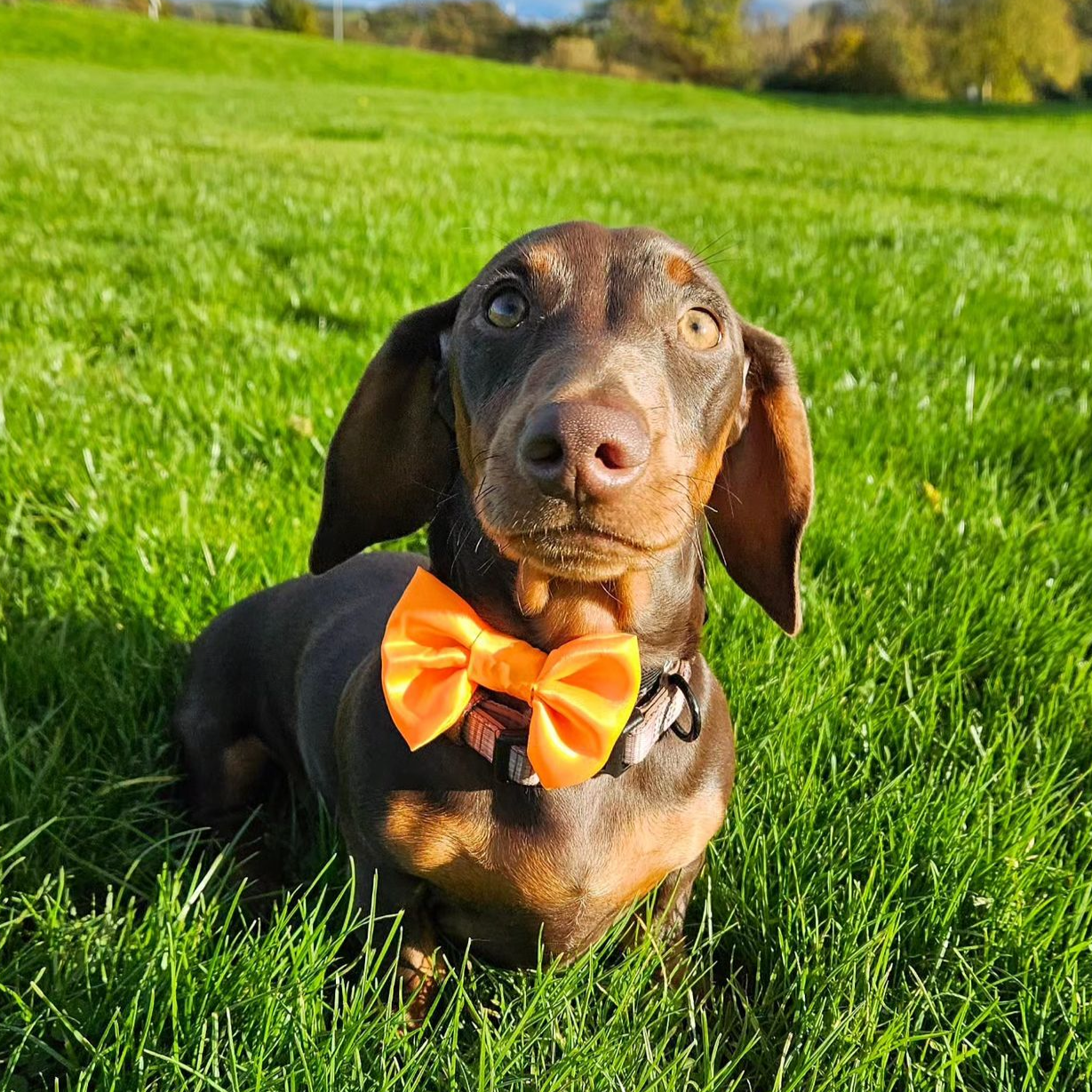 SALE Bright Orange SATIN Bow-Tie