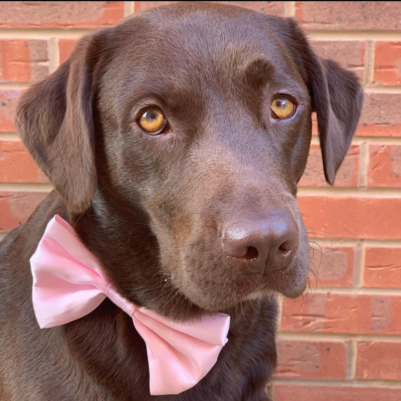 Pink SATIN Bow-Tie