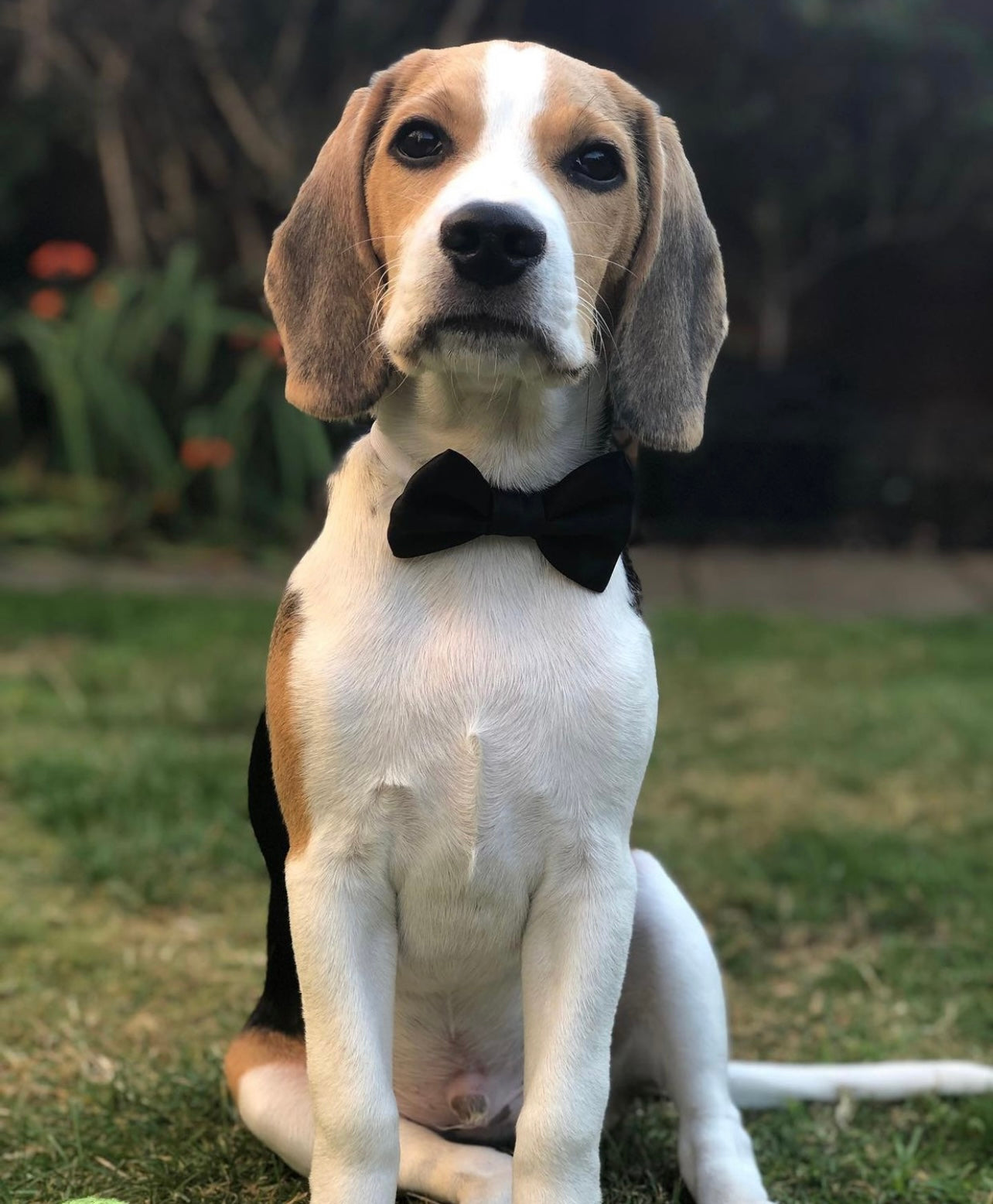 Black SATIN Bow-Tie