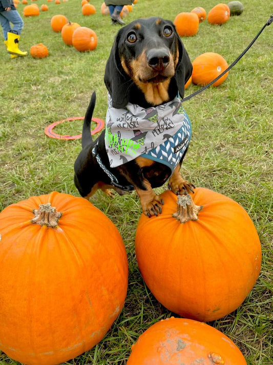 Witch please Bandana