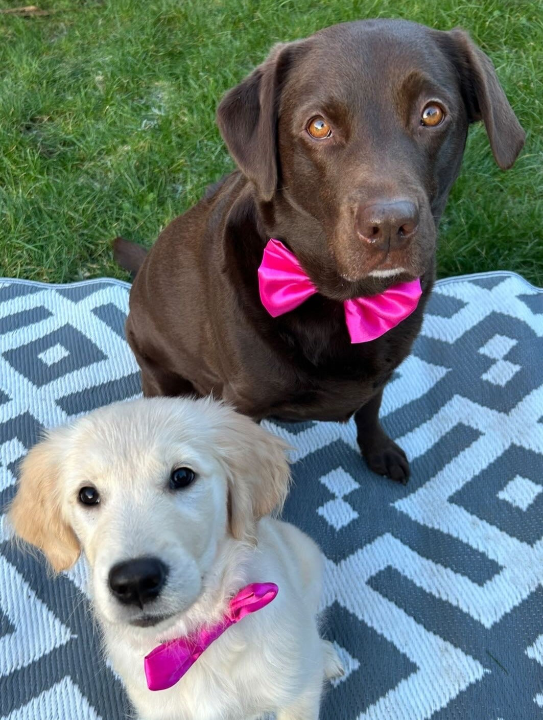 Cerise SATIN Bow-Tie