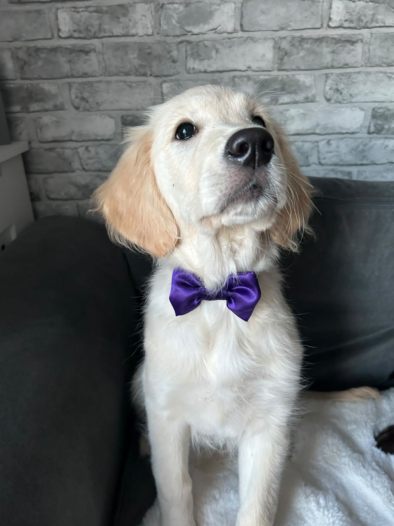 Deep Purple SATIN Bow-Tie