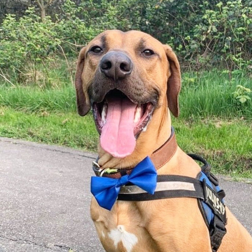 Royal Blue SATIN Bow-Tie