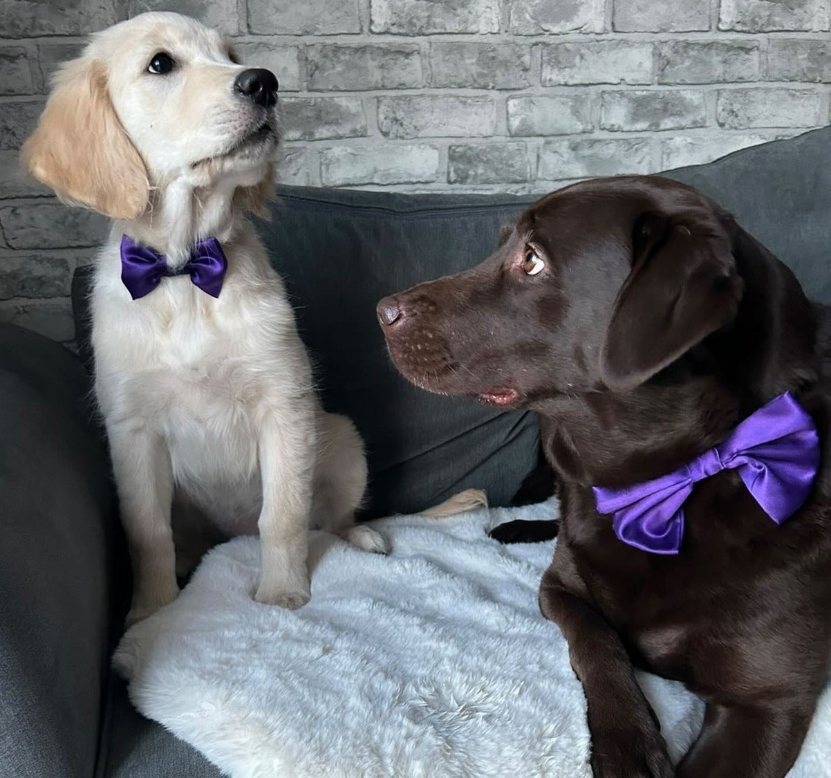 Deep Purple SATIN Bow-Tie