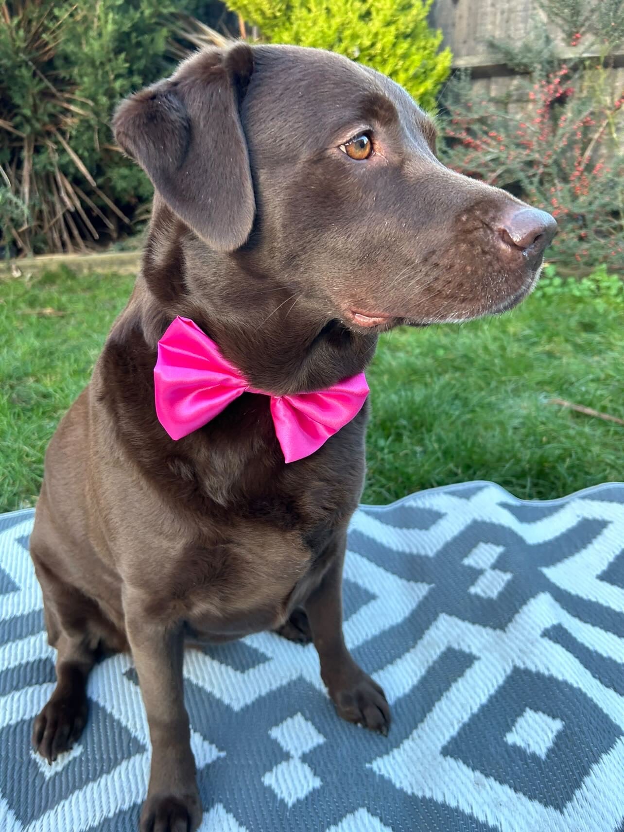 Cerise SATIN Bow-Tie