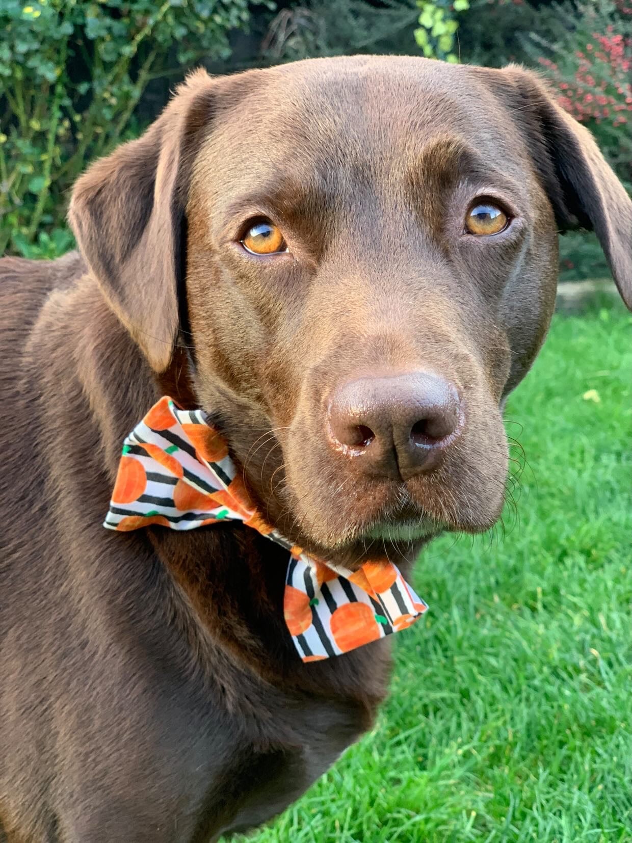 Stripe pumpkin Bow-Tie