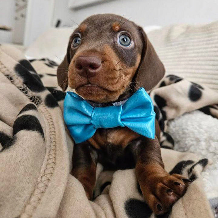 Turquoise SATIN Bow-Tie