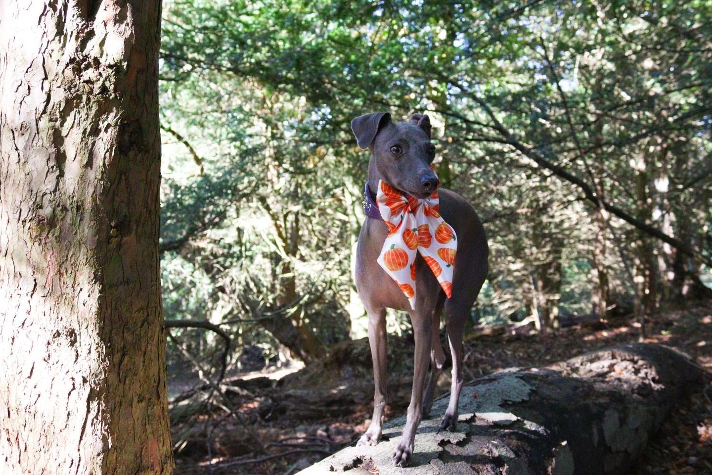 SATIN pumpkin Bow-Tie