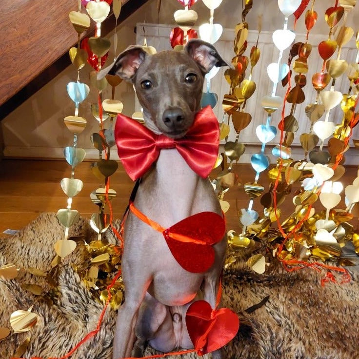 Crimson SATIN Bow-Tie