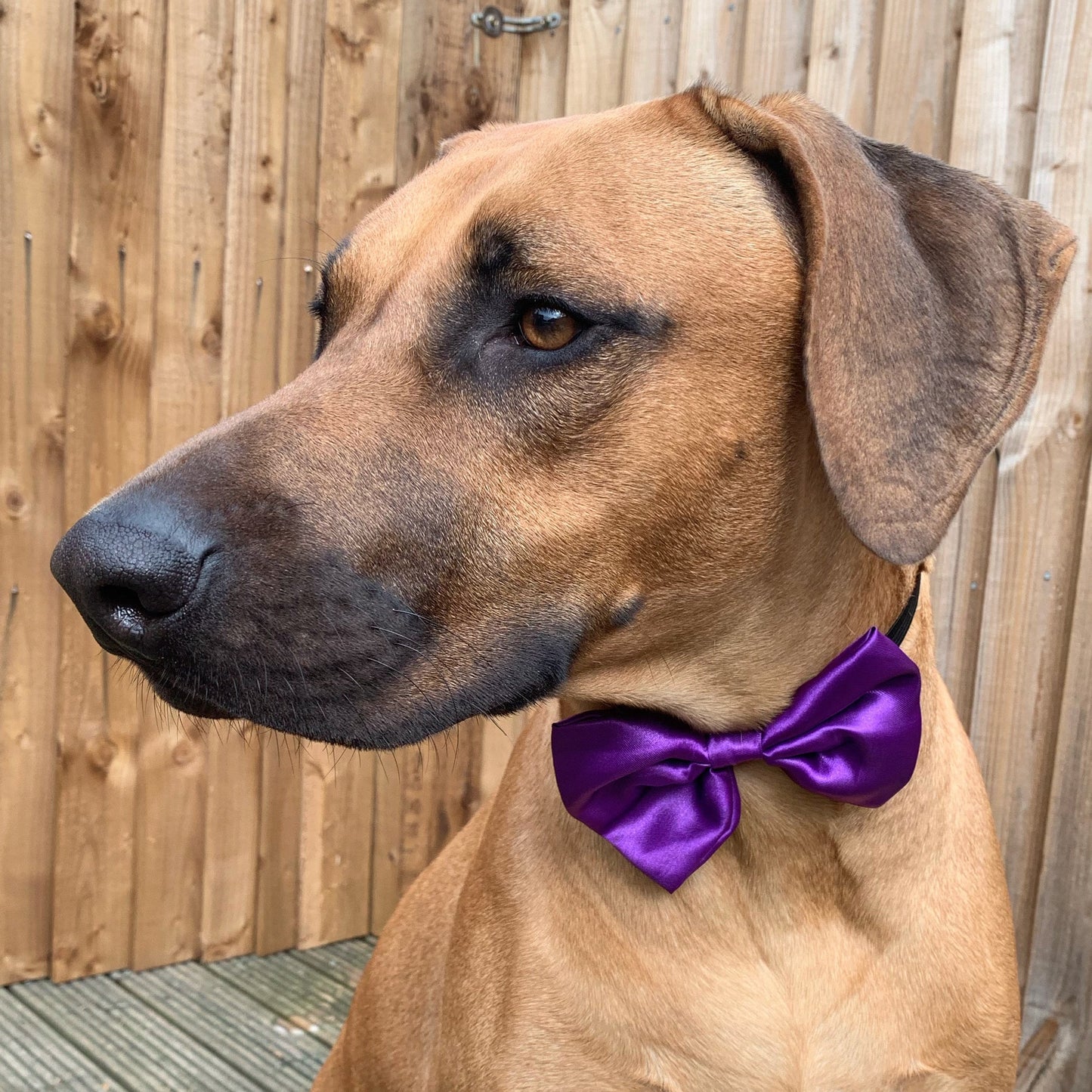 Deep Purple SATIN Bow-Tie