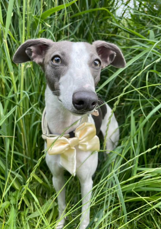 Pastel Yellow SATIN Bow-Tie