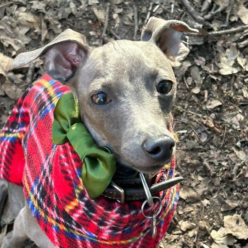 Olive SATIN Bow-Tie