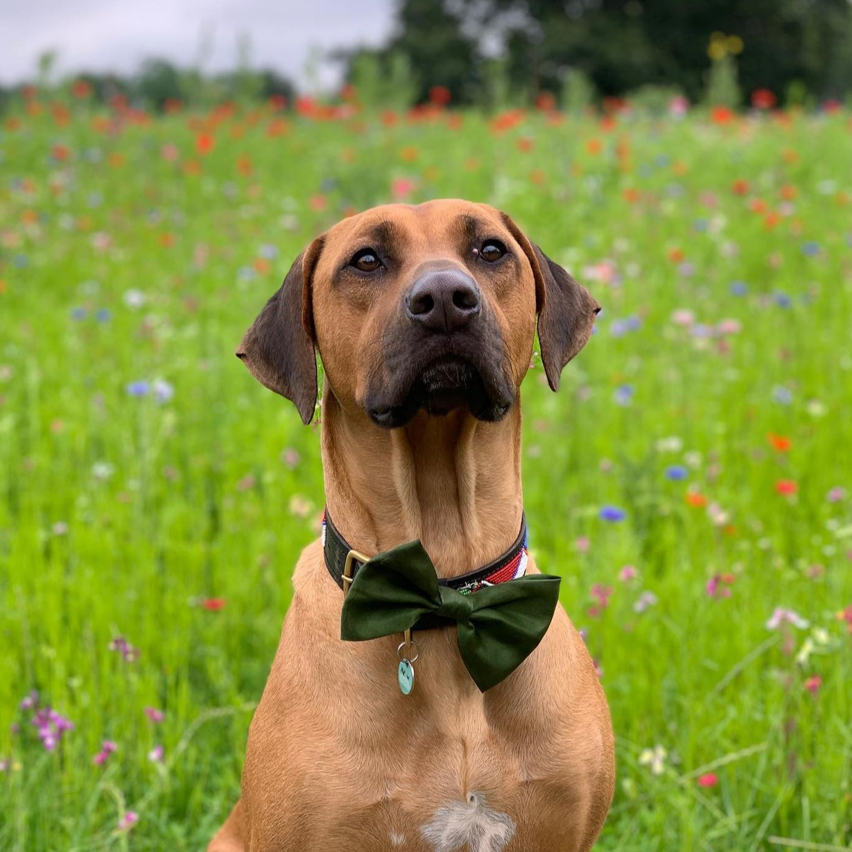 Olive SATIN Bow-Tie