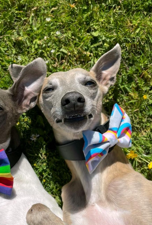 Rainbow Bow-Tie