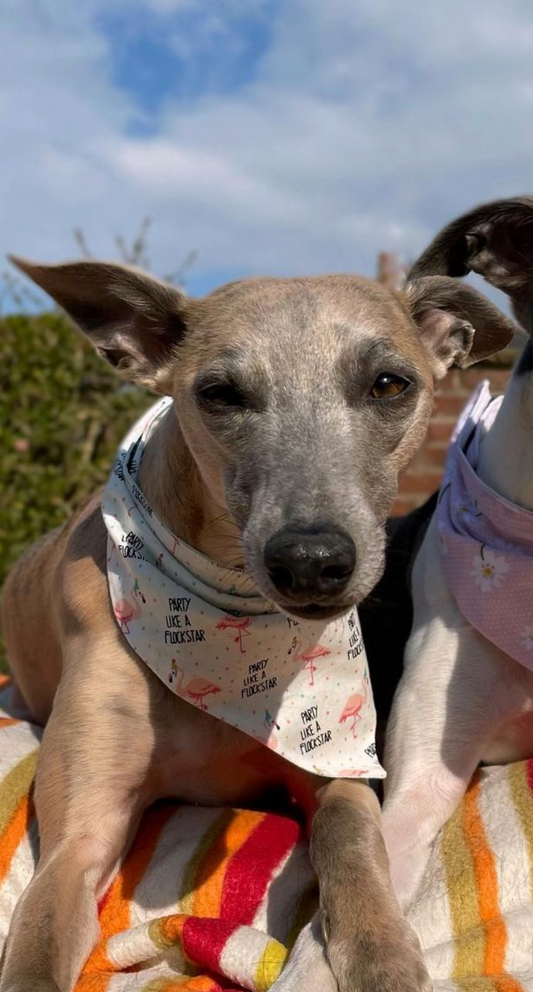 Party like a... Bandana
