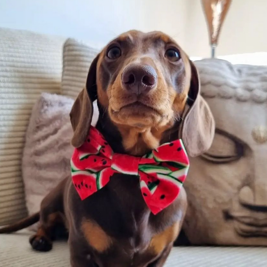 Watermelon Bow-Tie