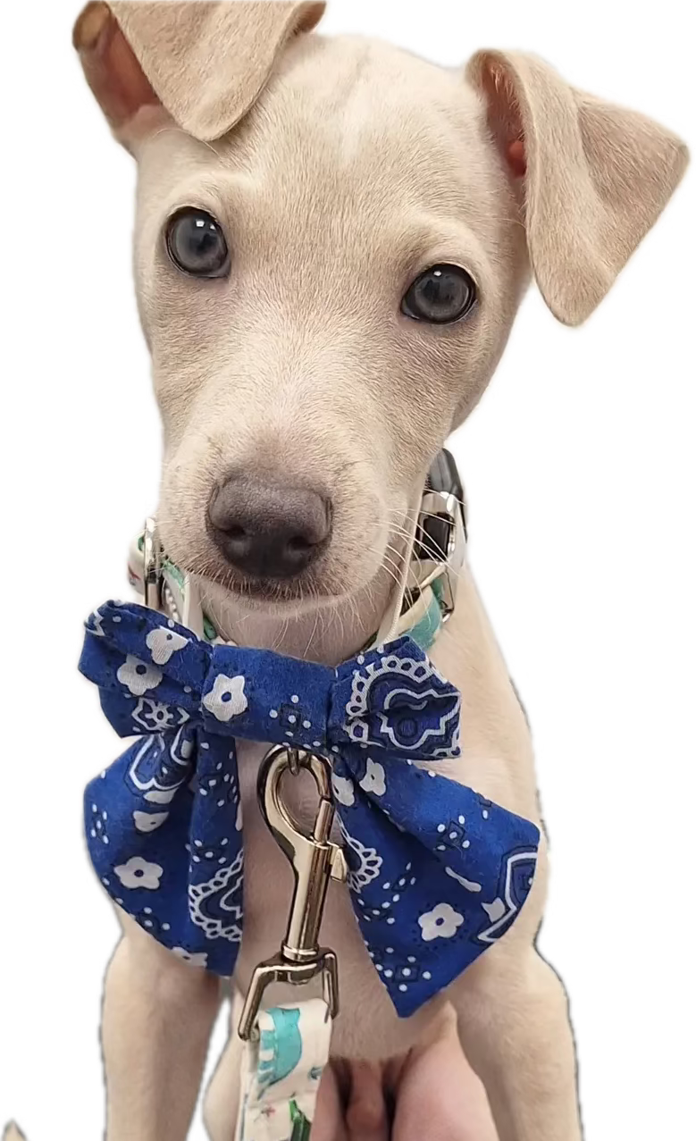 Blue paisley Bow-Tie