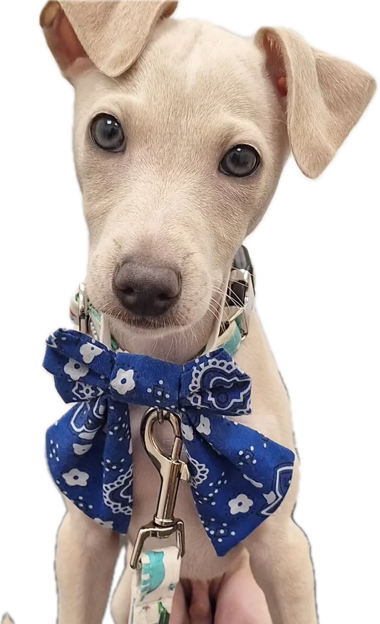 Blue paisley Bow-Tie