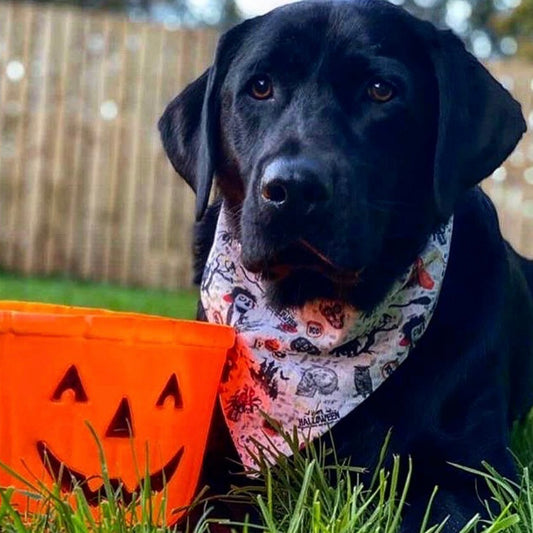Spooky Cats Bandana