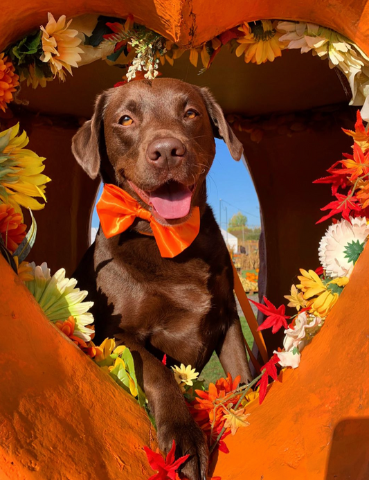 Orange SATIN Bow-Tie