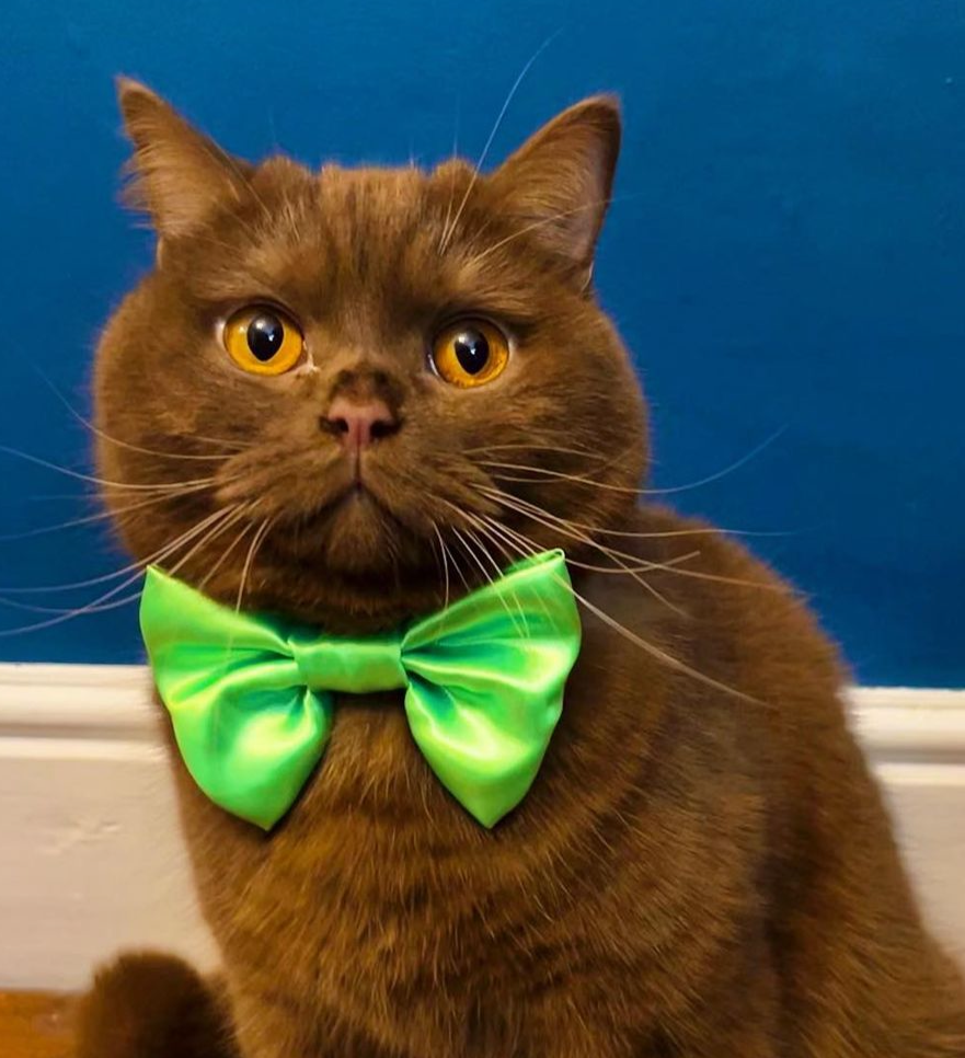 Lime Green SATIN Bow-Tie