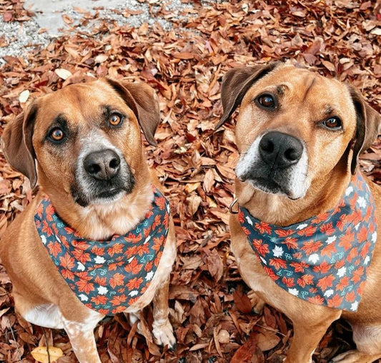 Fall Leaves Bandana