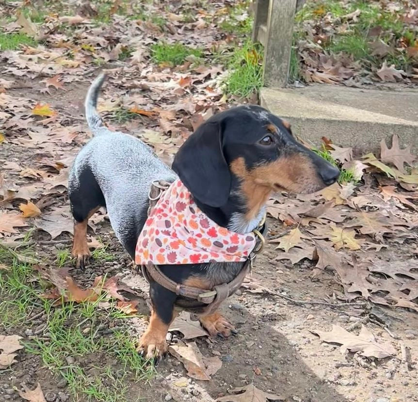 Cute fall faces Bandana