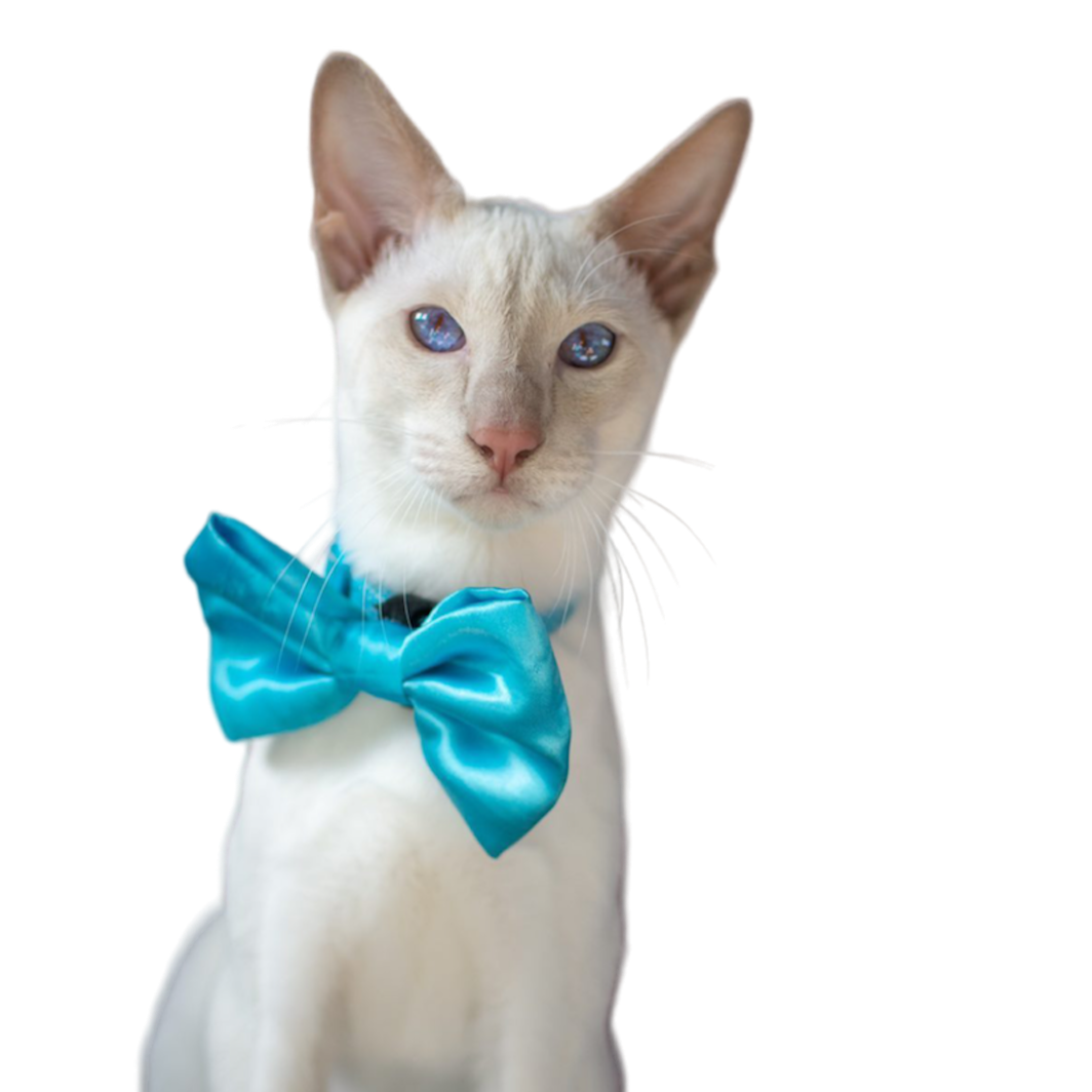 Turquoise SATIN Bow-Tie